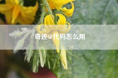 奇迹SF代码怎么用
