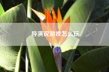 导演说游戏怎么玩