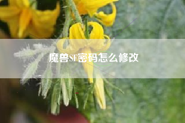 魔兽SF密码怎么修改